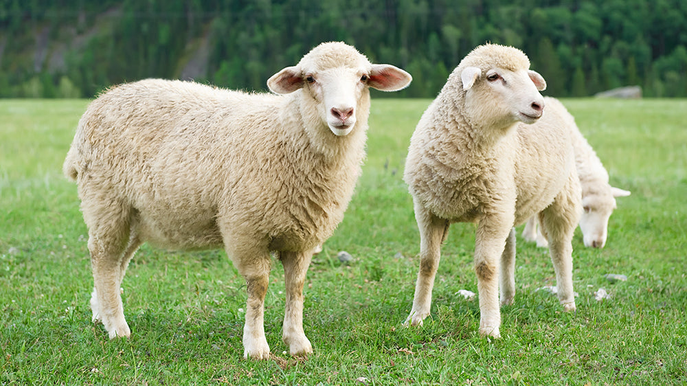 Is Sheep's Wool Insulation in Australia a Good Insulator?