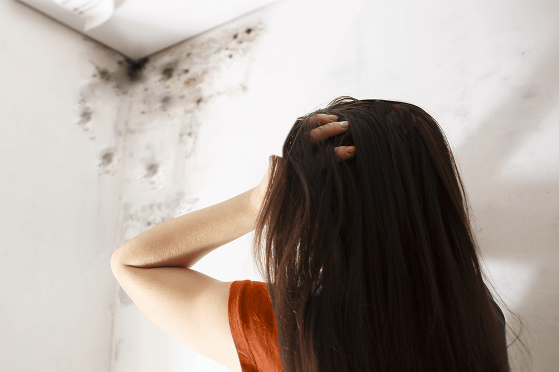 Mould and Insulation: Prevention, Detection and Solutions